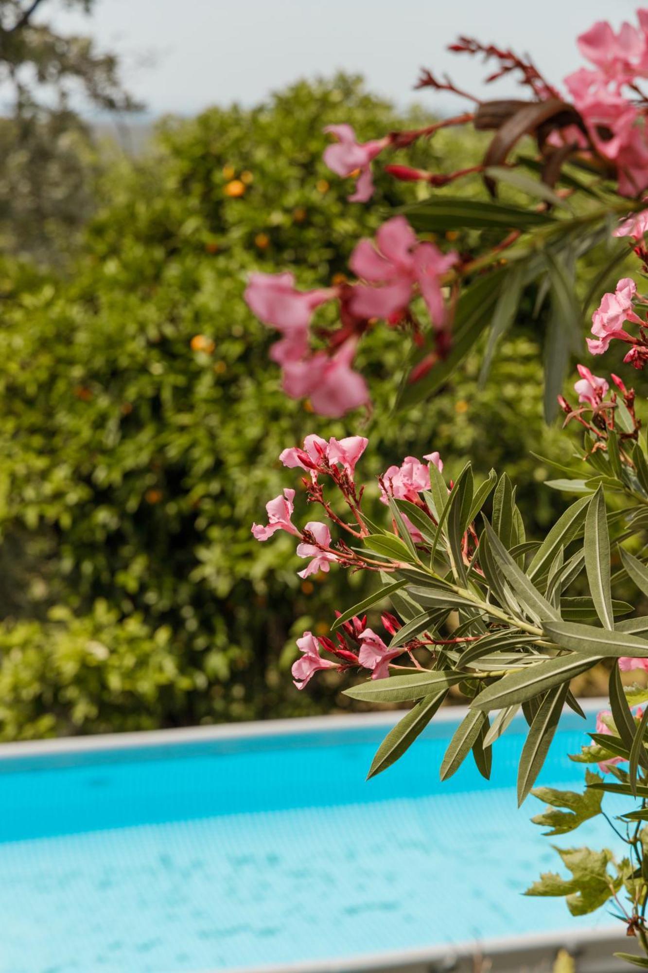 Casa Rural En Candeleda Con Piscina Y Un Maravilloso Jardin Kültér fotó